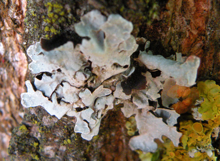 In Francia, in vista del Monte Bianco....